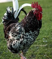 Speckled Sussex Chickens For Sale 