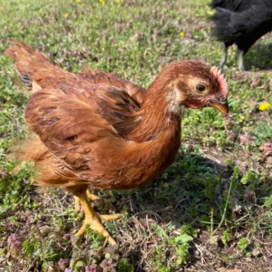 BUY RHODE ISLAND RED CHICKS