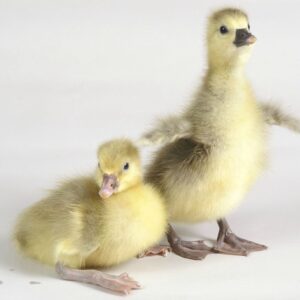 Tufted Roman Geese For Sale